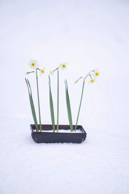 无人,竖图,室外,白天,正面,雪,大雪,水仙花,盛开,积雪,雪景,冬季,冬天,花蕾,花,花瓣,花朵,鲜花,花苞,花蕊,一束,寒冷,严寒,彩图