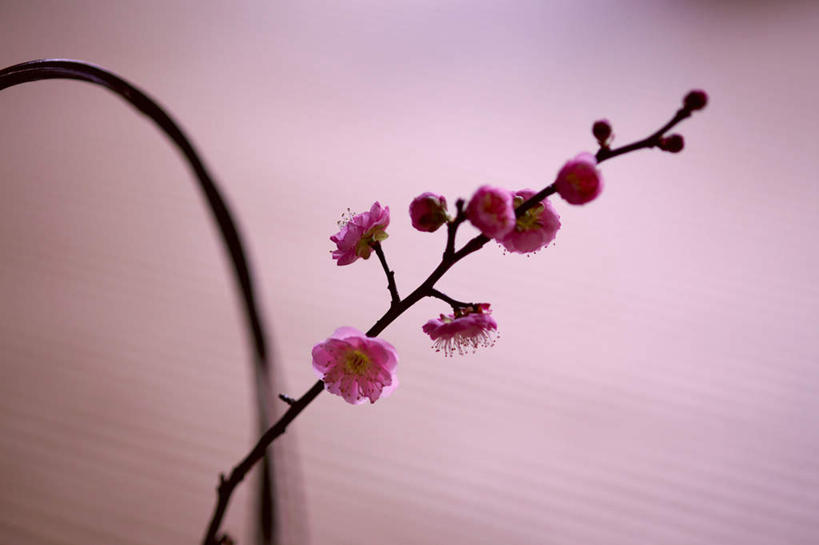 无人,横图,室外,特写,白天,正面,朦胧,模糊,盛开,梅花,花蕾,花,花瓣,花朵,鲜花,紫色,花苞,花蕊,彩图