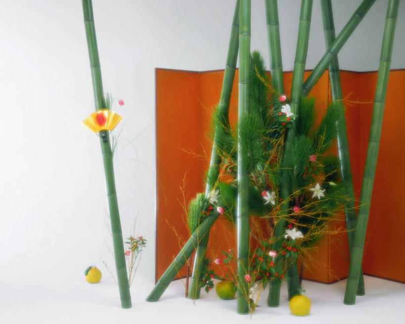 无人,横图,室内,特写,白天,白色背景,正面,屏风,盛开,花蕾,花,花瓣,花朵,鲜花,花苞,花蕊,摄影,影棚,彩图,影棚拍摄,拍摄