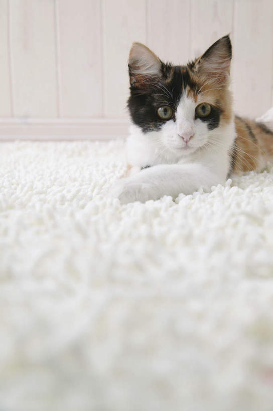 无人,竖图,室内,特写,白天,正面,宠物,猫,纺织品,装饰,毛毯,毯子,注视,纺织,一只,白色,动物,垫子,观察,看,趴着,温暖,可爱,摄影,影棚,观看,华丽,修饰,点缀,察看,关注,猫咪,衬托,美观,雅致,雅观,玳瑁猫,趴,半身,彩图,影棚拍摄,拍摄