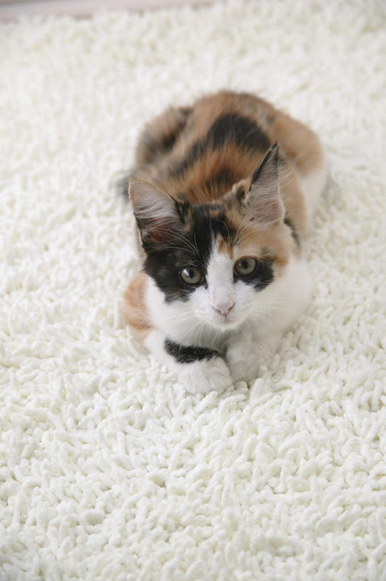 无人,竖图,俯视,室内,特写,白天,宠物,猫,纺织品,装饰,毛毯,毯子,注视,纺织,一只,白色,动物,垫子,观察,看,趴着,温暖,可爱,摄影,影棚,观看,华丽,修饰,点缀,察看,关注,猫咪,衬托,美观,雅致,雅观,玳瑁猫,趴,抬头,仰头,彩图,高角度拍摄,全身,影棚拍摄,拍摄