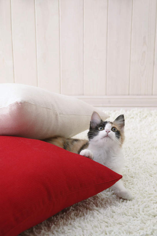 无人,竖图,室内,特写,白天,正面,靠垫,宠物,猫,纺织品,装饰,毛毯,毯子,靠枕,注视,纺织,两个,一只,红色,白色,动物,垫子,枕头,观察,看,趴着,温暖,可爱,摄影,影棚,观看,华丽,修饰,点缀,察看,关注,猫咪,衬托,美观,雅致,雅观,玳瑁猫,趴,抬头,仰头,半身,彩图,影棚拍摄,拍摄