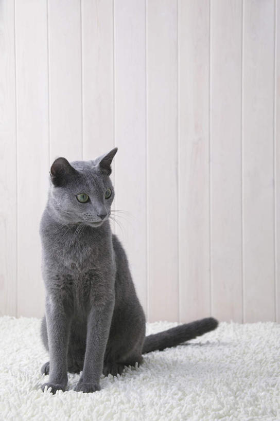 无人,坐,竖图,室内,特写,白天,正面,宠物,猫,纺织品,装饰,毛毯,毯子,俄罗斯蓝猫,注视,纺织,一只,白色,动物,垫子,观察,看,温暖,可爱,摄影,影棚,观看,华丽,修饰,点缀,察看,关注,衬托,美观,雅致,雅观,阿契安吉蓝猫,俄国蓝猫,马耳他猫,坐着,彩图,全身,影棚拍摄,拍摄