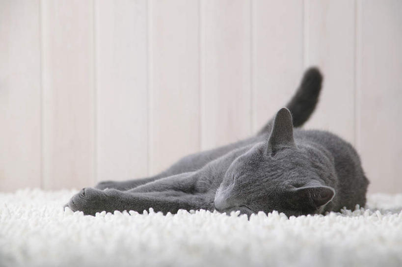 无人,躺,睡,横图,室内,特写,白天,正面,宠物,猫,纺织品,装饰,毛毯,毯子,俄罗斯蓝猫,纺织,一只,白色,动物,垫子,温暖,可爱,摄影,影棚,华丽,修饰,点缀,衬托,美观,雅致,雅观,阿契安吉蓝猫,俄国蓝猫,马耳他猫,卧着,困,困觉,寝息,睡觉,躺着,卧,彩图,全身,影棚拍摄,拍摄