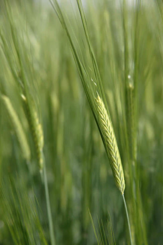 无人,农田,竖图,室外,白天,正面,旅游,度假,庄稼,小麦,美景,北海道,日本,亚洲,景观,麦穗,娱乐,自然,享受,休闲,景色,放松,自然风光,东亚,日本国,北海道地方,北海道岛,彩图,耕地,庄稼田