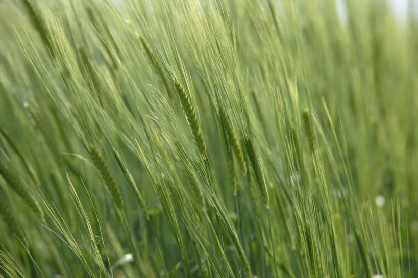 无人,农田,横图,室外,白天,正面,旅游,度假,庄稼,小麦,美景,北海道,日本,亚洲,景观,麦穗,娱乐,自然,享受,休闲,景色,放松,自然风光,东亚,日本国,北海道地方,北海道岛,彩图,耕地,庄稼田