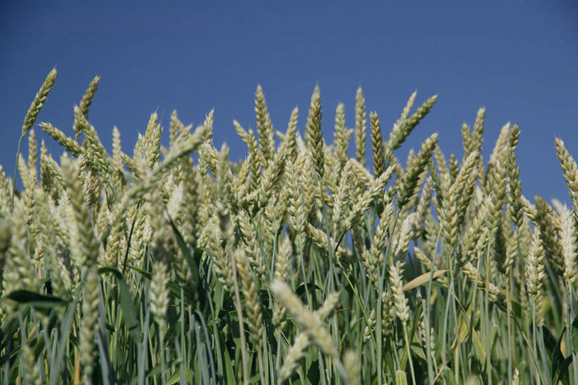 无人,农田,横图,室外,白天,仰视,旅游,度假,庄稼,小麦,美景,北海道,日本,亚洲,景观,麦穗,娱乐,自然,享受,休闲,景色,放松,自然风光,东亚,日本国,北海道地方,北海道岛,彩图,低角度拍摄,耕地,庄稼田