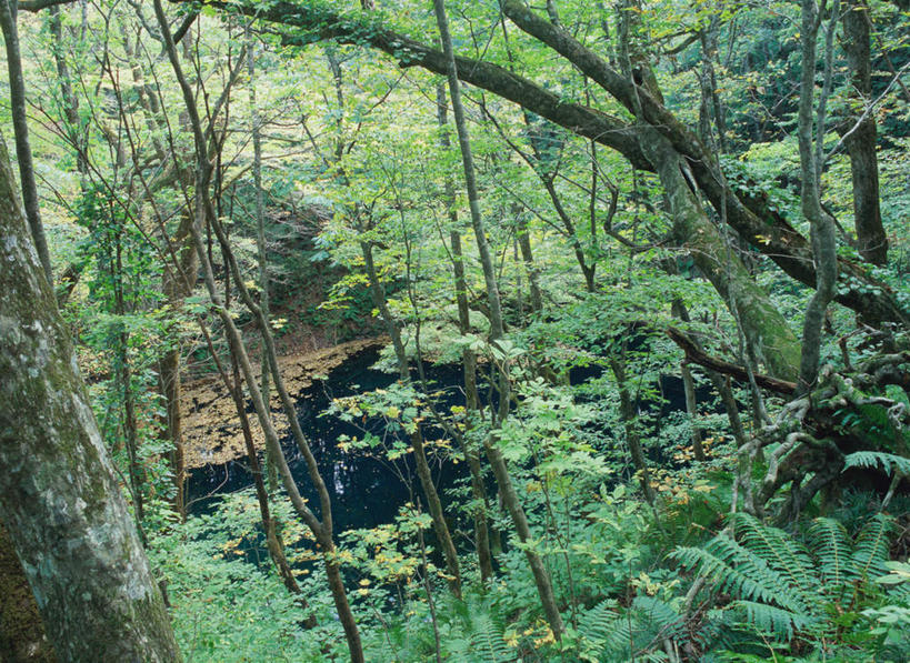无人,横图,俯视,室外,白天,旅游,度假,湖,湖泊,美景,森林,树林,水,植物,日本,亚洲,波纹,湖面,景观,水流,水面,苔藓,涟漪,娱乐,树,树木,绿色,倒影,水纹,自然,波浪,湖水,享受,休闲,景色,放松,生长,成长,倒映,自然风光,东亚,本州,本州岛,日本国,水晕,青森,青森县,东北地方,白神山地,反照,彩图,高角度拍摄