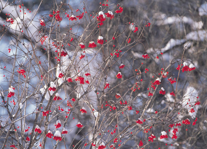 无人,横图,室外,白天,正面,旅游,度假,美景,雪,植物,大雪,日本,亚洲,积雪,景观,雪景,冬天,娱乐,树,树木,红色,自然,享受,休闲,景色,放松,生长,成长,自然风光,东亚,本州,本州岛,日本国,东北地方,福岛,福岛县,彩图
