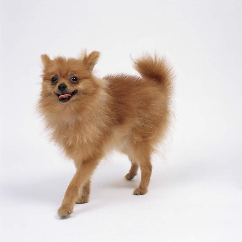 无人,走,方图,俯视,室内,特写,白天,白色背景,宠物,狗,注视,博美犬,松鼠犬,一只,动物,观察,看,可爱,摄影,影棚,观看,察看,关注,忠诚,波美拉尼亚犬,博美狗,犬,步行,散步,走路,彩图,高角度拍摄,全身,影棚拍摄,拍摄