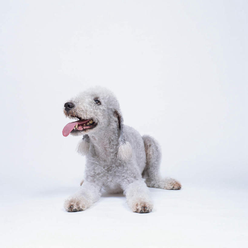 无人,方图,室内,特写,白天,白色背景,侧面,宠物,狗,梗犬,注视,吐舌头,一只,动物,观察,看,趴着,伸舌头,张嘴,吐舌,可爱,摄影,影棚,观看,察看,关注,张大嘴巴,忠诚,贝灵顿梗,张开嘴,犬,趴,彩图,全身,影棚拍摄,拍摄