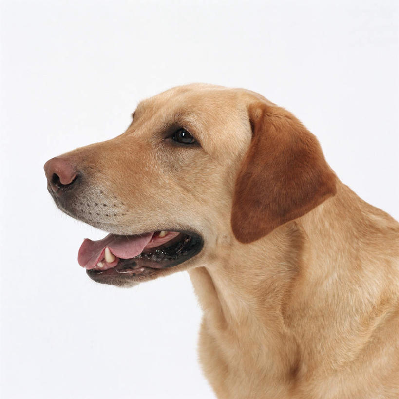 无人,站,方图,室内,特写,白天,白色背景,侧面,宠物,狗,拉布拉多,注视,拉布拉多猎犬,一只,动物,观察,看,站着,张嘴,可爱,摄影,影棚,观看,察看,关注,拉布拉多犬,张大嘴巴,忠诚,张开嘴,犬,站立,半身,彩图,影棚拍摄,拍摄