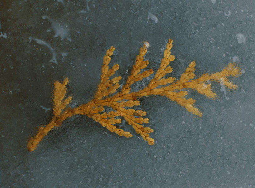 无人,横图,俯视,室外,特写,白天,旅游,度假,美景,叶子,覆盖,朦胧,模糊,景观,枯叶,娱乐,冰冻,黄色,自然,享受,休闲,景色,放松,自然风光,叶,叶片,彩图,高角度拍摄