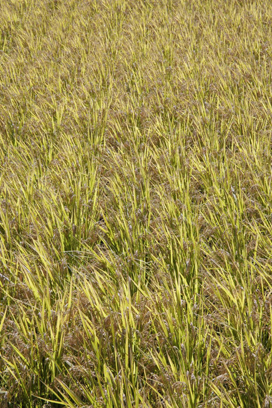 无人,农田,竖图,俯视,室外,白天,旅游,度假,农业,庄稼,美景,静冈县,日本,亚洲,稻田,景观,娱乐,自然,享受,休闲,景色,放松,自然风光,东亚,本州,本州岛,日本国,中部地方,静冈,彩图,高角度拍摄,耕地,庄稼田