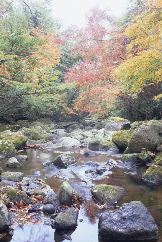 无人,竖图,室外,白天,正面,旅游,度假,河流,石头,美景,水,植物,日本,亚洲,石子,河水,景观,水流,娱乐,树,树木,绿色,天空,小溪,自然,天,溪水,享受,休闲,景色,放松,生长,成长,自然风光,东亚,日本国,九州本岛,九州,九州岛,九州地方,熊本,熊本县,石块,岩石,彩图