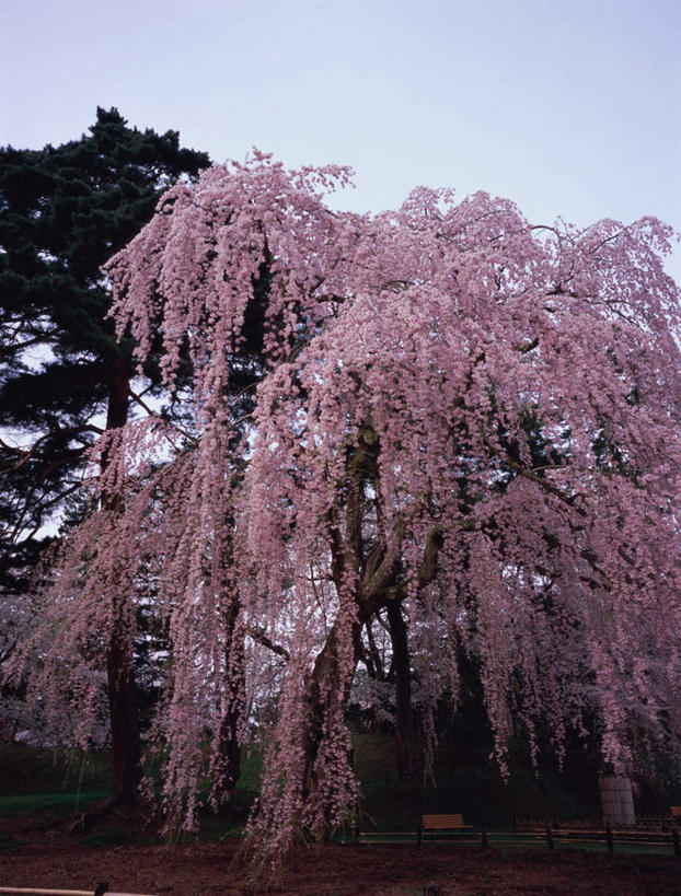 无人,栏杆,竖图,室外,白天,正面,旅游,度假,幸福,纯洁,名胜古迹,植物,地标,樱花,椅子,日本,亚洲,遗迹,盛开,栅栏,木椅,篱笆,围栏,樱花树,花蕾,古迹,文物,娱乐,古建筑,护栏,花,花瓣,花朵,鲜花,树,树木,粉色,蓝色,绿色,蓝天,天空,天,花苞,花蕊,享受,休闲,旅游胜地,放松,生长,晴朗,成长,等待,生命,古文明,东亚,本州,万里无云,本州岛,日本国,青森,青森县,东北地方,仙樱花,福岛樱,青肤樱,高尚,热烈,弘前,弘前市,弘前城,鹰冈城,晴空,晴空万里,荆桃,彩图,标志性建筑