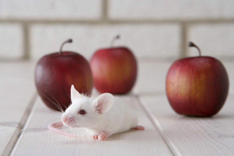 无人,走,横图,室内,特写,白天,正面,宠物,野生动物,老鼠,苹果,水果,朦胧,模糊,新鲜,细菌,瓷砖,地砖,墙,生食,食品,果实,地面,走着,注视,墙壁,墙面,食物,一只,动物,观察,看,趴着,可爱,探索,活泼,有机食品,绿色食品,观看,张望,察看,关注,病菌,传染,四害,鼷鼠,小家鼠,小白鼠,耗子,趴,彩图,全身