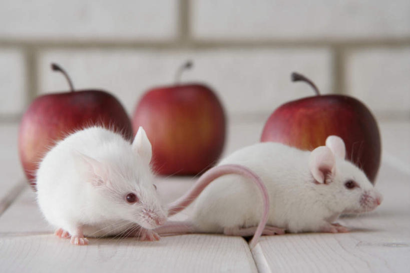 无人,走,横图,室内,特写,白天,正面,宠物,野生动物,老鼠,苹果,水果,朦胧,模糊,新鲜,细菌,瓷砖,地砖,墙,生食,食品,果实,地面,走着,注视,墙壁,墙面,食物,动物,观察,看,趴着,两只,可爱,探索,活泼,有机食品,绿色食品,观看,张望,察看,关注,病菌,传染,四害,鼷鼠,小家鼠,小白鼠,耗子,趴,彩图,全身