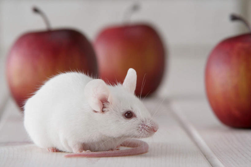 无人,走,横图,室内,特写,白天,正面,宠物,野生动物,老鼠,苹果,水果,朦胧,模糊,新鲜,细菌,瓷砖,地砖,墙,生食,食品,果实,地面,走着,注视,墙壁,墙面,食物,一只,动物,观察,看,趴着,可爱,探索,活泼,有机食品,绿色食品,观看,张望,察看,关注,病菌,传染,四害,鼷鼠,小家鼠,小白鼠,耗子,趴,彩图,全身