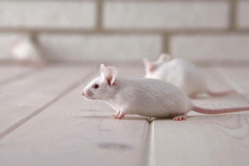 无人,走,横图,室内,特写,白天,侧面,宠物,野生动物,老鼠,朦胧,模糊,细菌,瓷砖,地砖,墙,地面,走着,注视,墙壁,墙面,动物,观察,看,趴着,两只,可爱,探索,活泼,观看,张望,察看,关注,病菌,传染,四害,鼷鼠,小家鼠,小白鼠,耗子,趴,彩图,全身