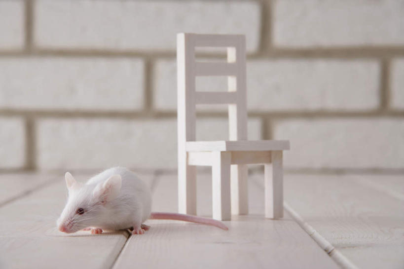 无人,走,横图,室内,特写,白天,正面,宠物,野生动物,老鼠,玩具,椅子,朦胧,模糊,细菌,瓷砖,地砖,木椅,墙,地面,走着,注视,墙壁,墙面,动物,观察,看,趴着,两只,可爱,探索,活泼,观看,张望,察看,关注,病菌,传染,四害,鼷鼠,小家鼠,小白鼠,耗子,趴,彩图,全身