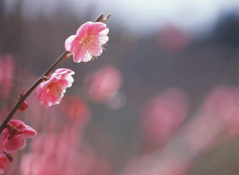 无人,横图,室外,特写,白天,正面,花海,花圃,美景,植物,叶子,日本,亚洲,朦胧,模糊,盛开,景观,梅花,枝头,枝条,枝,粉红,花蕾,花,花瓣,花朵,鲜花,树,树木,树枝,红色,绿色,自然,花丛,花束,花田,花苞,花蕊,景色,高雅,坚强,自然风光,东亚,日本国,虬枝,枝杈,梅,彩图