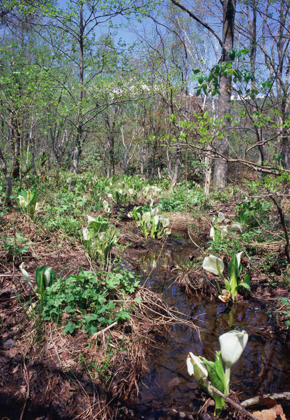 无人,竖图,室外,白天,正面,旅游,度假,草地,草坪,美景,森林,树林,溪流,植物,蔬菜,长野县,日本,亚洲,新鲜,景观,泥土,土地,食品,娱乐,草,树,树木,食物,蓝色,绿色,白云,蓝天,天空,小溪,自然,天,夏天,享受,休闲,景色,放松,有机食品,绿色食品,生长,晴朗,成长,自然风光,东亚,本州,本州岛,日本国,中部地方,长野,晴空,彩图