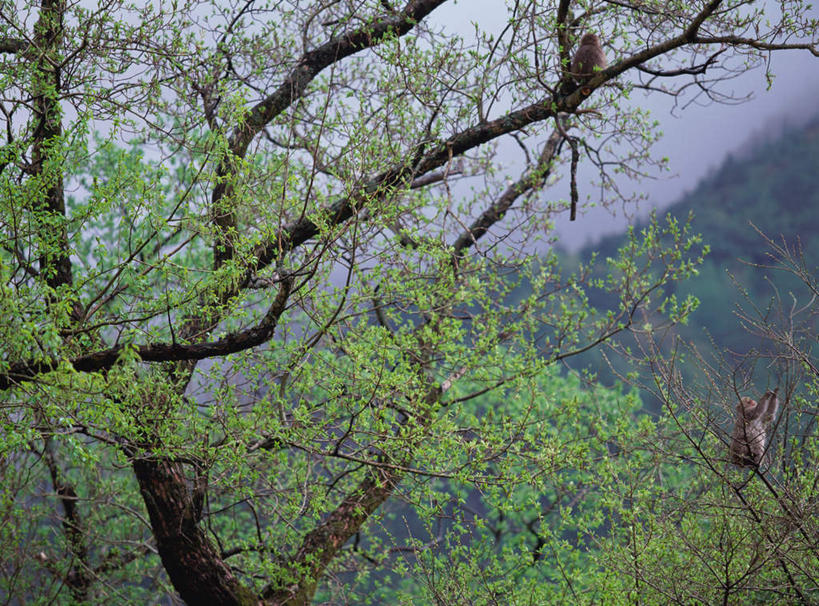 无人,横图,室外,白天,正面,旅游,度假,美景,森林,山,山脉,树林,植物,长野县,日本,亚洲,景观,山峰,山峦,娱乐,树,树木,绿色,自然,群山,享受,休闲,景色,放松,生长,成长,自然风光,东亚,本州,本州岛,日本国,中部地方,长野,上高地,彩图