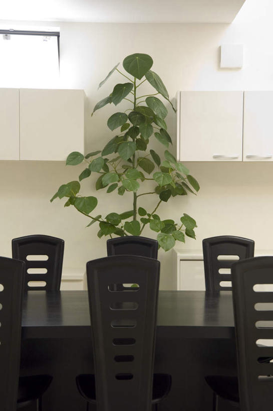 无人,家,客厅,竖图,室内,白天,正面,植物,别墅,餐桌,窗户,柜子,家具,装修,桌子,建筑,椅子,欧式,装饰,盆栽,房屋,木椅,墙,屋子,公寓,盆景,豪华,建设,现代,装潢,洋房,楼房,玻璃窗,墙壁,墙面,住宅,绿色,自然,室内装潢,衣橱,生长,成长,餐台,餐椅,明亮,起居室,舒适,家居装潢,房屋设计,地中海风格,古典风格,简约风格,室内设计,宽敞,更衣橱,样板房装潢,设计,彩图,房子