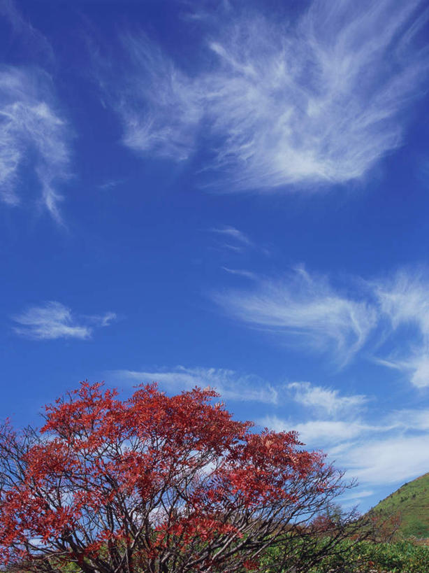 无人,竖图,室外,白天,正面,旅游,度假,草地,草原,草坪,美景,秋季,植物,日本,亚洲,景观,云,云朵,云彩,娱乐,草,树,树木,蓝色,绿色,白云,蓝天,天空,自然,平原,天,红花,享受,休闲,景色,放松,忧伤,生长,晴朗,成长,灌木,美好,自然风光,善良,痛苦,东亚,忠诚,本州,关东地方,本州岛,日本国,群马,群马县,花楸,红果臭山槐,百华花楸,马加木,晴空,秋,秋天,彩图,哭泣