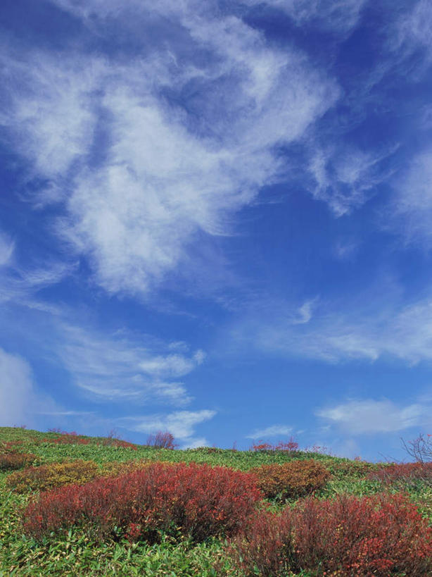 无人,竖图,室外,白天,正面,旅游,度假,草地,草原,草坪,美景,秋季,植物,日本,亚洲,景观,云,云朵,云彩,娱乐,草,树,树木,蓝色,绿色,白云,蓝天,天空,自然,平原,天,红花,享受,休闲,景色,放松,忧伤,生长,晴朗,成长,灌木,美好,自然风光,善良,痛苦,东亚,忠诚,本州,关东地方,本州岛,日本国,群马,群马县,花楸,红果臭山槐,百华花楸,马加木,晴空,秋,秋天,彩图,哭泣