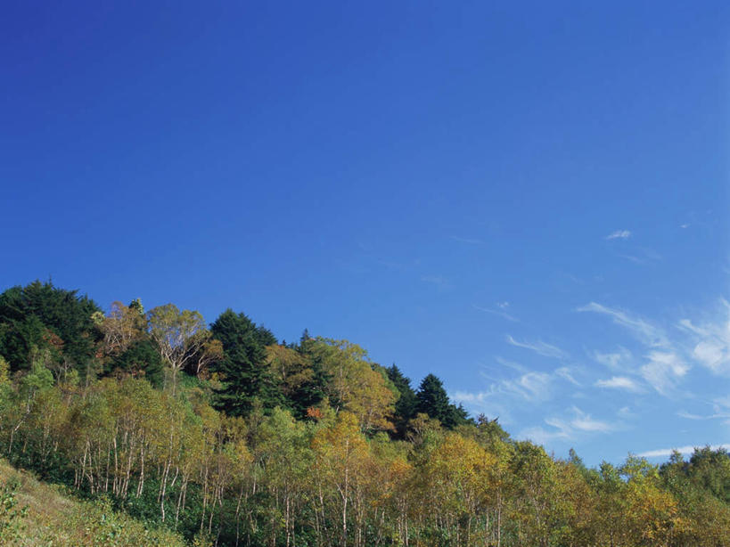 无人,横图,室外,白天,正面,旅游,度假,草地,草坪,美景,树林,植物,长野县,日本,亚洲,景观,云,云朵,云彩,娱乐,草,树,树木,蓝色,绿色,白云,蓝天,天空,自然,天,享受,休闲,景色,放松,白桦,生长,晴朗,成长,自然风光,东亚,本州,本州岛,日本国,中部地方,长野,志贺高原,晴空,桦树,桦皮树,桦木,彩图