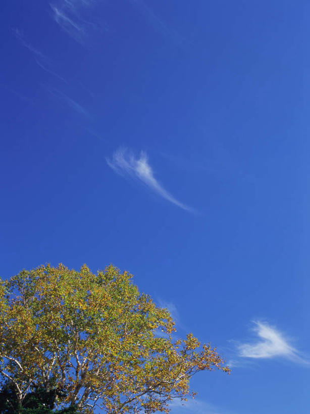 无人,竖图,室外,白天,仰视,旅游,度假,美景,树林,植物,长野县,日本,亚洲,景观,云,云朵,云彩,娱乐,树,树木,蓝色,绿色,白云,蓝天,天空,自然,天,享受,休闲,景色,放松,白桦,生长,晴朗,成长,自然风光,东亚,本州,本州岛,日本国,中部地方,长野,志贺高原,晴空,桦树,桦皮树,桦木,彩图,低角度拍摄