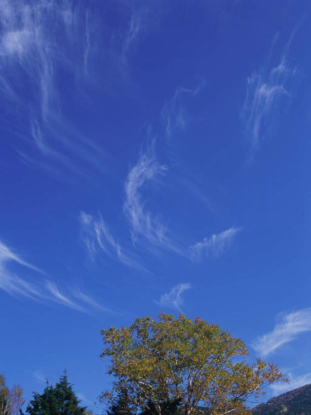 无人,竖图,室外,白天,仰视,旅游,度假,美景,树林,植物,长野县,日本,亚洲,景观,云,云朵,云彩,娱乐,树,树木,蓝色,绿色,白云,蓝天,天空,自然,天,享受,休闲,景色,放松,白桦,生长,晴朗,成长,自然风光,东亚,本州,本州岛,日本国,中部地方,长野,志贺高原,晴空,桦树,桦皮树,桦木,彩图,低角度拍摄
