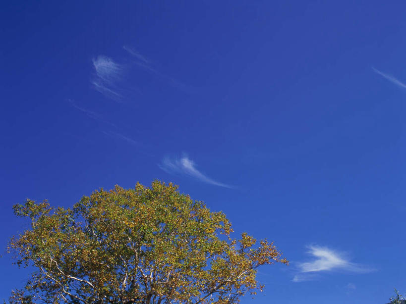 无人,横图,室外,白天,仰视,旅游,度假,美景,树林,植物,长野县,日本,亚洲,景观,云,云朵,云彩,娱乐,树,树木,蓝色,绿色,白云,蓝天,天空,自然,天,享受,休闲,景色,放松,白桦,生长,晴朗,成长,自然风光,东亚,本州,本州岛,日本国,中部地方,长野,志贺高原,晴空,桦树,桦皮树,桦木,彩图,低角度拍摄