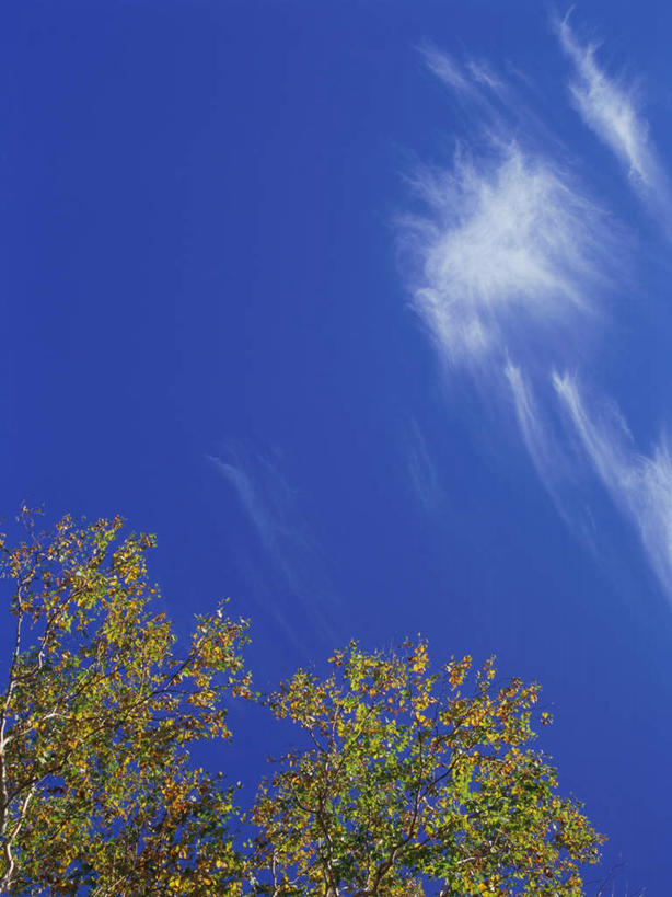 无人,竖图,室外,白天,仰视,旅游,度假,美景,树林,植物,长野县,日本,亚洲,景观,云,云朵,云彩,娱乐,树,树木,蓝色,绿色,白云,蓝天,天空,自然,天,享受,休闲,景色,放松,白桦,生长,晴朗,成长,自然风光,东亚,本州,本州岛,日本国,中部地方,长野,志贺高原,晴空,桦树,桦皮树,桦木,彩图,低角度拍摄