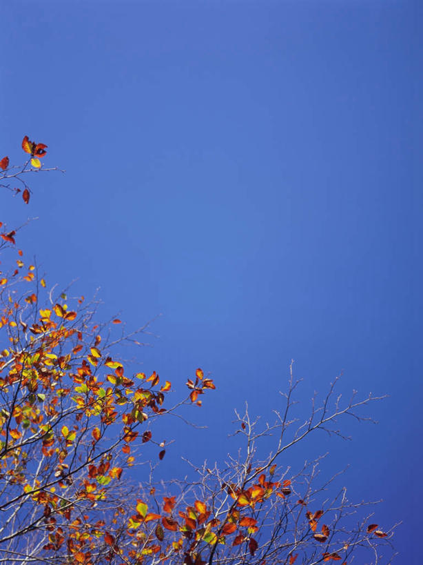 无人,竖图,室外,白天,仰视,旅游,度假,美景,植物,长野县,日本,亚洲,景观,娱乐,树,树木,红色,蓝色,蓝天,天空,自然,天,享受,休闲,景色,放松,生长,成长,自然风光,东亚,本州,本州岛,日本国,中部地方,长野,志贺高原,彩图,低角度拍摄