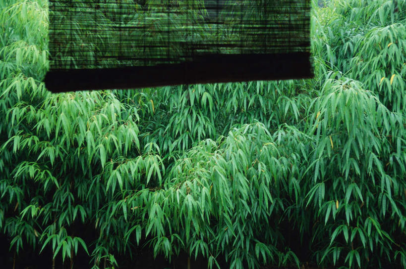 无人,横图,室外,白天,正面,纯洁,树林,植物,竹子,叶子,日本,亚洲,阴影,光线,影子,竹帘,树影,竹林,绿叶,树,树木,绿色,阳光,自然,帘子,嫩叶,生长,成长,高雅,东亚,日本国,奉献,质朴,正直,担当,叶,叶片,竹,彩图,奋进,操守,四君子,岁寒三友,性坚,虚怀,虚心,善群,卓尔