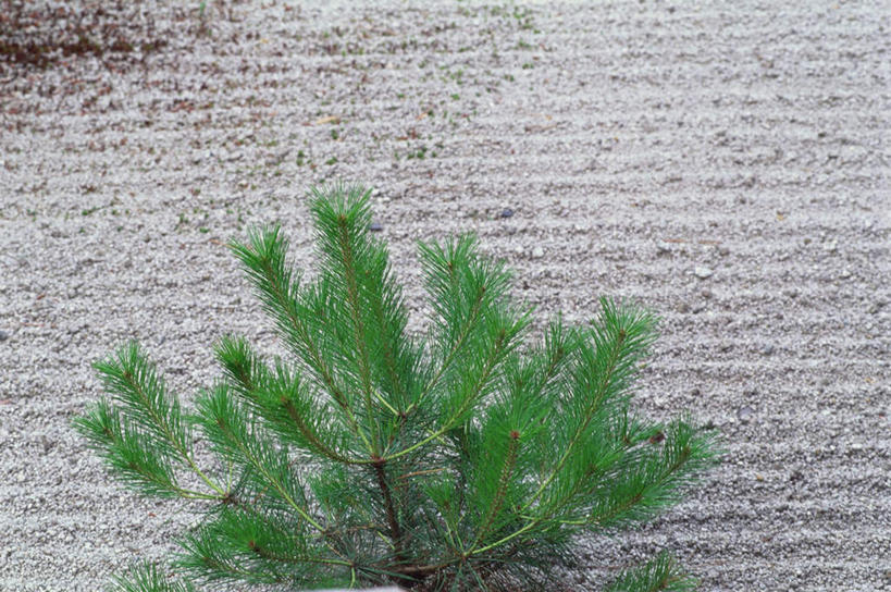 无人,寺庙,横图,室外,白天,正面,旅游,度假,名胜古迹,植物,标志建筑,地标,建筑,叶子,京都,日本,亚洲,节日,遗迹,墙,绿叶,古迹,文化,文物,娱乐,建设,古建筑,石墙,墙壁,墙面,树,树木,绿色,自然,庙宇,祈祷,享受,休闲,健康,嫩叶,旅游胜地,放松,许愿,宗教,佛教,信仰,京都府,生长,成长,纪念,祈求,古文明,东亚,本州,本州岛,日本国,近畿地方,近畿,仁和寺,释教,平安,叶,叶片,彩图,庙,寺