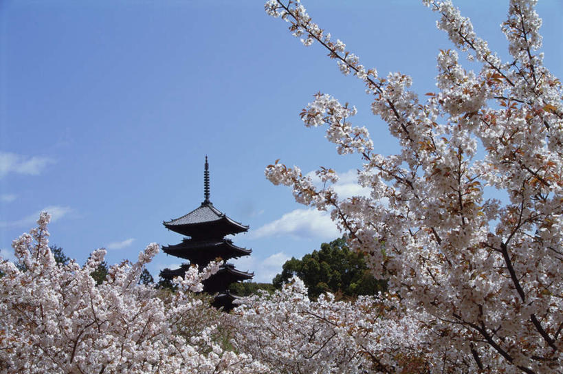 无人,寺庙,横图,室外,白天,仰视,旅游,度假,幸福,纯洁,花海,花圃,名胜古迹,树林,植物,标志建筑,地标,建筑,樱花,叶子,京都,日本,亚洲,节日,遗迹,盛开,亭子,云,云朵,花蕾,云彩,古迹,文化,文物,娱乐,建设,古建筑,花,花瓣,花朵,鲜花,树,树木,蓝色,绿色,白云,蓝天,天空,自然,庙宇,花丛,花束,花田,天,花苞,花蕊,祈祷,享受,休闲,健康,旅游胜地,放松,许愿,宗教,佛教,信仰,京都府,生长,成长,等待,纪念,祈求,生命,古文明,东亚,本州,本州岛,日本国,近畿地方,近畿,仁和寺,仙樱花,福岛樱,青肤樱,高尚,热烈,释教,平安,荆桃,彩图,低角度拍摄,庙,寺