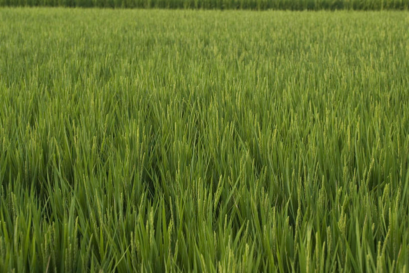 无人,农田,横图,室外,白天,正面,旅游,度假,庄稼,美景,日本,亚洲,稻田,景观,田野,娱乐,自然,享受,休闲,景色,放松,自然风光,东亚,日本国,彩图,耕地,庄稼田