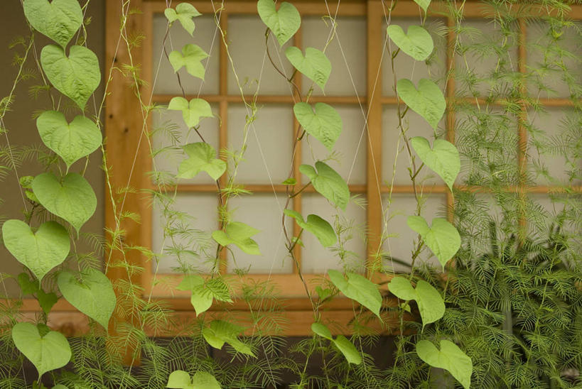 无人,横图,室外,特写,白天,正面,旅游,度假,植物,窗户,叶子,日本文化,绿叶,文化,娱乐,绿色,自然,夏天,藤蔓,享受,休闲,嫩叶,放松,生长,成长,东亚文化,纸窗,叶,叶片,彩图,传统文化