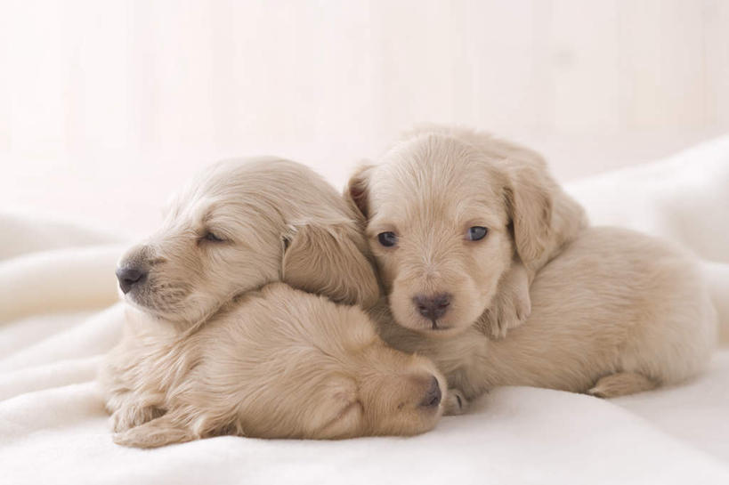 无人,闭眼,睡,横图,室内,白天,正面,宠物,狗,三只,注视,金毛犬,动物,观察,看,趴着,可爱,摄影,影棚,金毛,观看,察看,关注,金毛寻回犬,忠诚,犬,闭眼睛,闭着眼,闭着眼睛,困,困觉,趴,寝息,睡觉,彩图,全身,影棚拍摄,拍摄