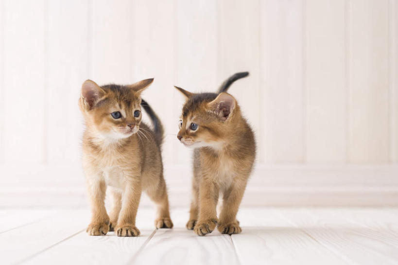 无人,站,横图,室内,白天,白色背景,正面,地板,宠物,猫,地面,注视,木地板,动物,观察,看,站着,两只,可爱,摄影,阿比西尼亚猫,影棚,观看,察看,关注,站立,彩图,全身,影棚拍摄,拍摄