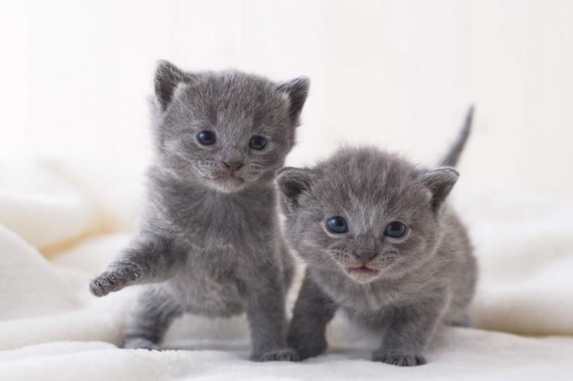 无人,站,横图,室内,白天,白色背景,正面,宠物,狗,猫,纺织品,朦胧,模糊,装饰,毛毯,毯子,注视,狮子狗,纺织,动物,垫子,观察,看,站着,两只,温暖,可爱,摄影,影棚,观看,华丽,修饰,点缀,察看,关注,西施犬,赛珠犬,衬托,美观,雅致,雅观,狮子犬,西施狗,沙特尔蓝猫,夏特尔猫,站立,彩图,全身,影棚拍摄,拍摄