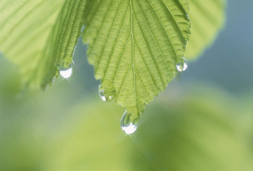 无人,横图,室外,特写,白天,正面,旅游,度假,美景,叶子,静冈县,日本,亚洲,朦胧,模糊,景观,水滴,绿叶,娱乐,水珠,自然,享受,休闲,嫩叶,景色,放松,自然风光,东亚,本州,本州岛,日本国,中部地方,静冈,叶,叶片,彩图