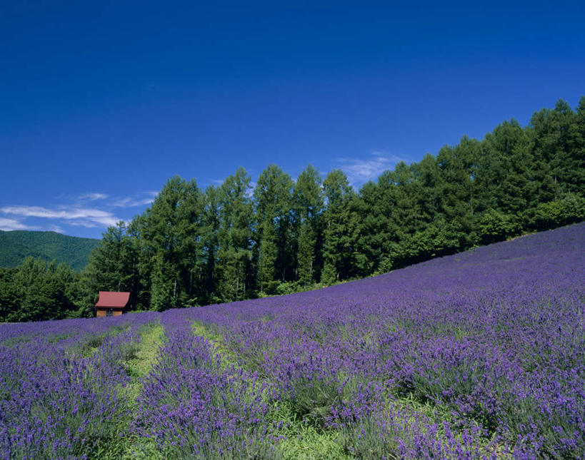 无人,横图,室外,白天,正面,旅游,度假,花海,花圃,美景,森林,树林,植物,叶子,北海道,日本,亚洲,盛开,景观,云,云朵,花蕾,云彩,娱乐,花,花瓣,花朵,花卉,鲜花,树,树木,蓝色,绿色,紫色,白云,蓝天,天空,自然,香草,花丛,花束,花田,天,花苞,花蕊,薰衣草,享受,休闲,景色,放松,生长,成长,自然风光,东亚,日本国,北海道地方,北海道岛,富良野,灵香草,黄香草,香水植物,道北,富良野市,彩图,上川支厅