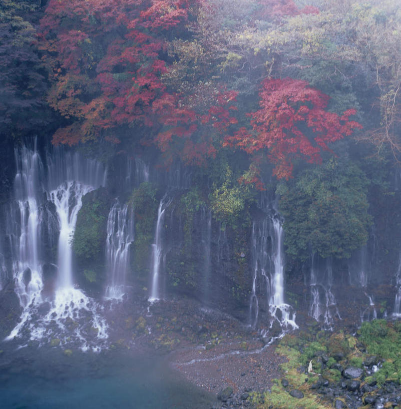无人,竖图,俯视,室外,白天,旅游,度假,美景,秋季,森林,树林,植物,静冈县,日本,亚洲,朦胧,模糊,景观,娱乐,树,树木,绿色,自然,享受,休闲,景色,放松,生长,成长,自然风光,东亚,本州,本州岛,日本国,中部地方,静冈,秋,秋天,彩图,高角度拍摄
