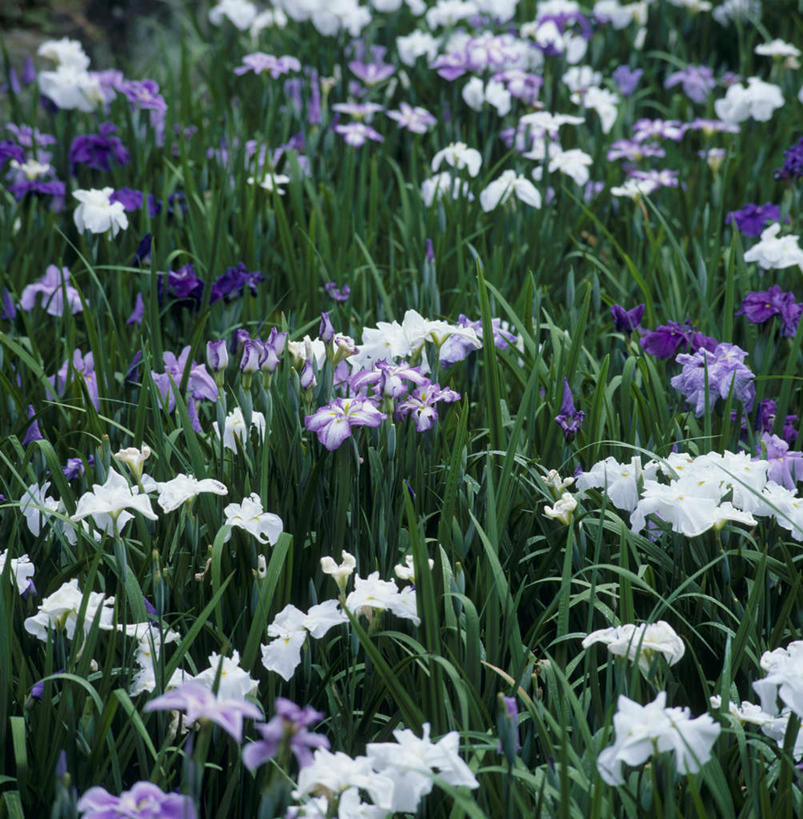 无人,竖图,俯视,室外,白天,旅游,度假,花海,花圃,美景,植物,叶子,爱知县,名古屋,日本,亚洲,盛开,景观,草药,花蕾,娱乐,中药,花,花瓣,花朵,花卉,鲜花,绿色,自然,花丛,花束,花田,花苞,花蕊,享受,休闲,景色,放松,鸢尾,自然风光,药材,中草药,东亚,中药材,本草,本州,本州岛,日本国,中部地方,爱知,紫蝴蝶,蓝蝴蝶,乌鸢,扁竹花,县厅,名古屋市,彩图,高角度拍摄