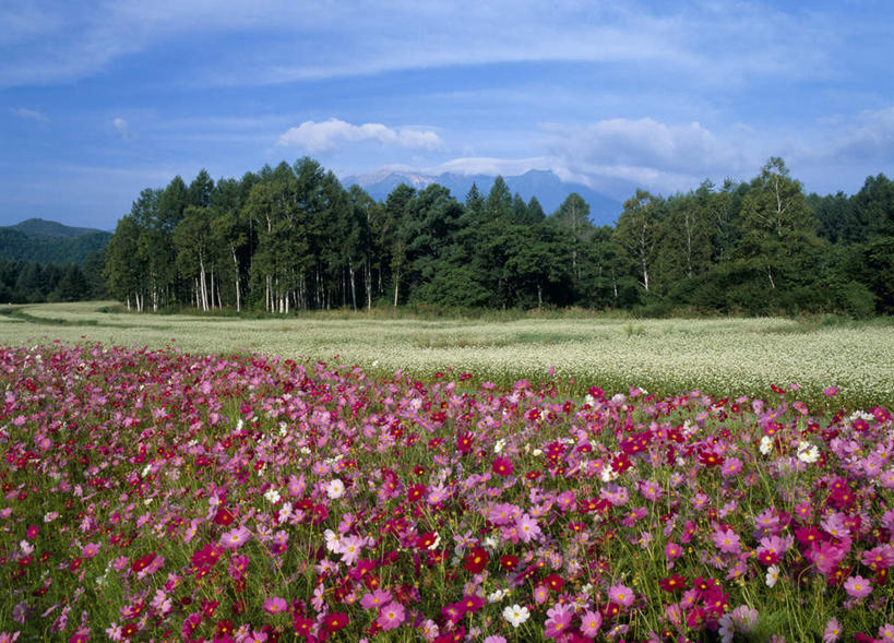 无人,横图,室外,白天,正面,旅游,度假,花海,花圃,美景,森林,树林,植物,叶子,长野县,日本,亚洲,盛开,景观,云,云朵,波斯菊,花蕾,云彩,娱乐,花,花瓣,花朵,鲜花,树,树木,蓝色,绿色,白云,蓝天,天空,自然,花丛,花束,花田,天,花苞,花蕊,享受,休闲,菊花,景色,放松,大波斯菊,生长,荞麦花,成长,自然风光,东亚,本州,本州岛,日本国,中部地方,长野,彩图